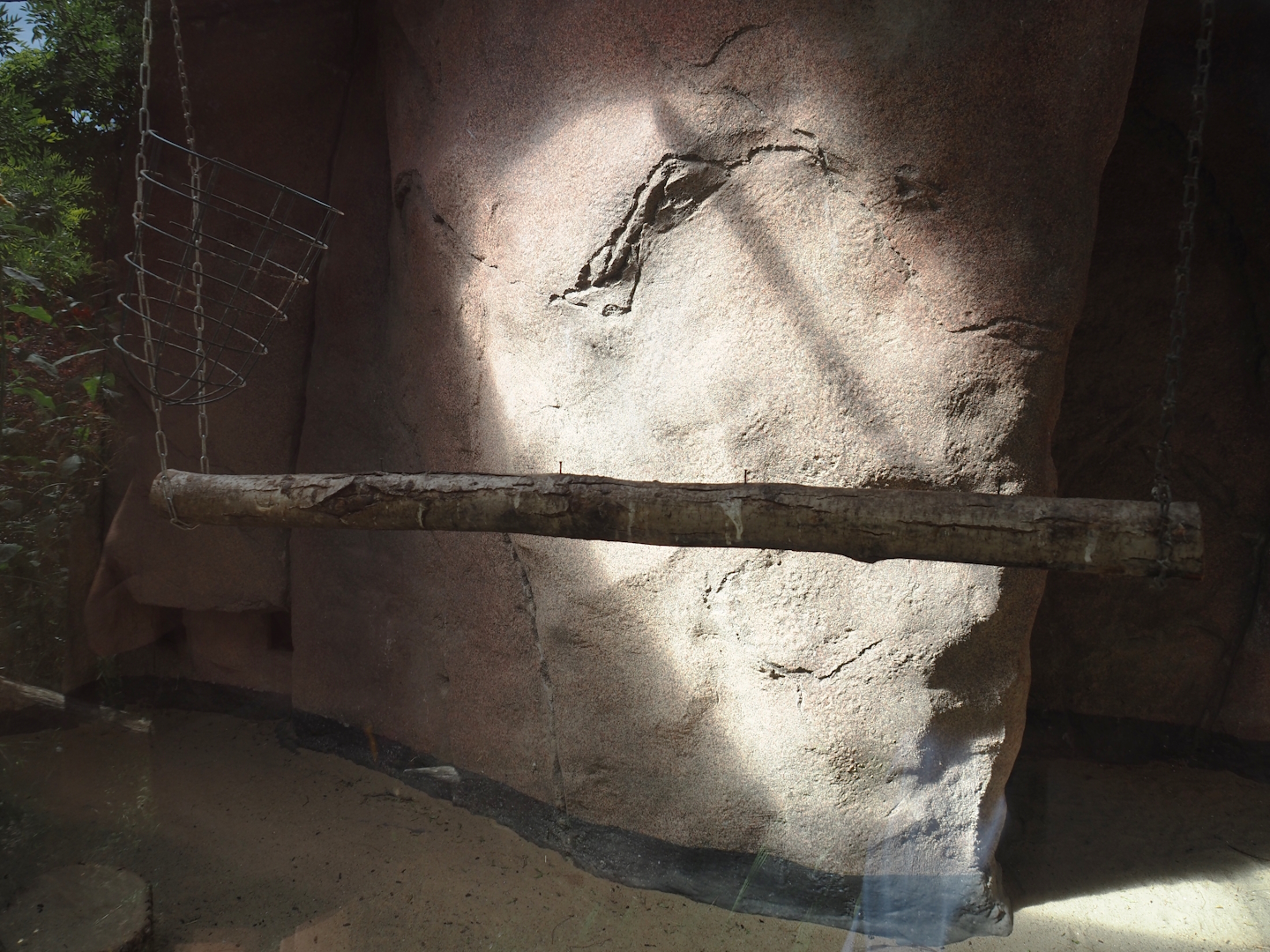 Cape ground squirrel, Guinea turaco and Purple glossy starling indoor housing, 2024-06-30