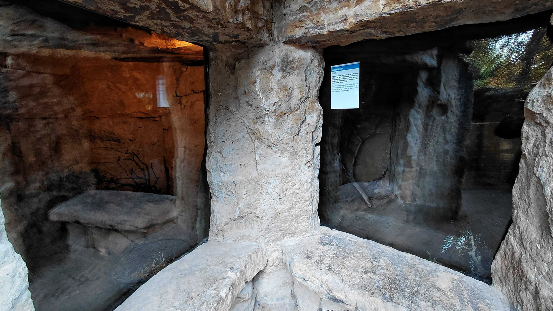 Cape ground squirrel indoor exhibit