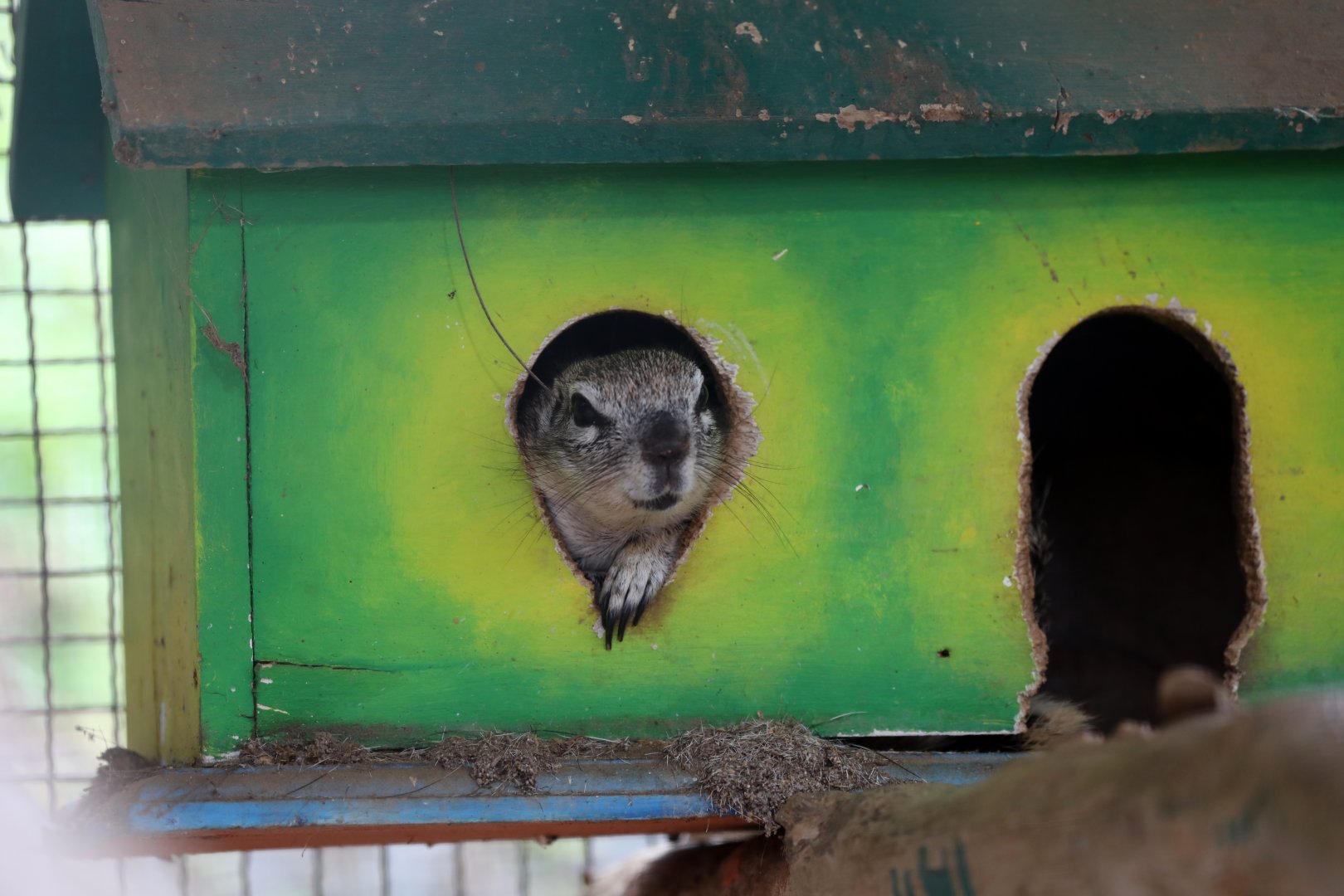 Cape ground squirrel or South African ground squirrel (Geosciurus inauris)