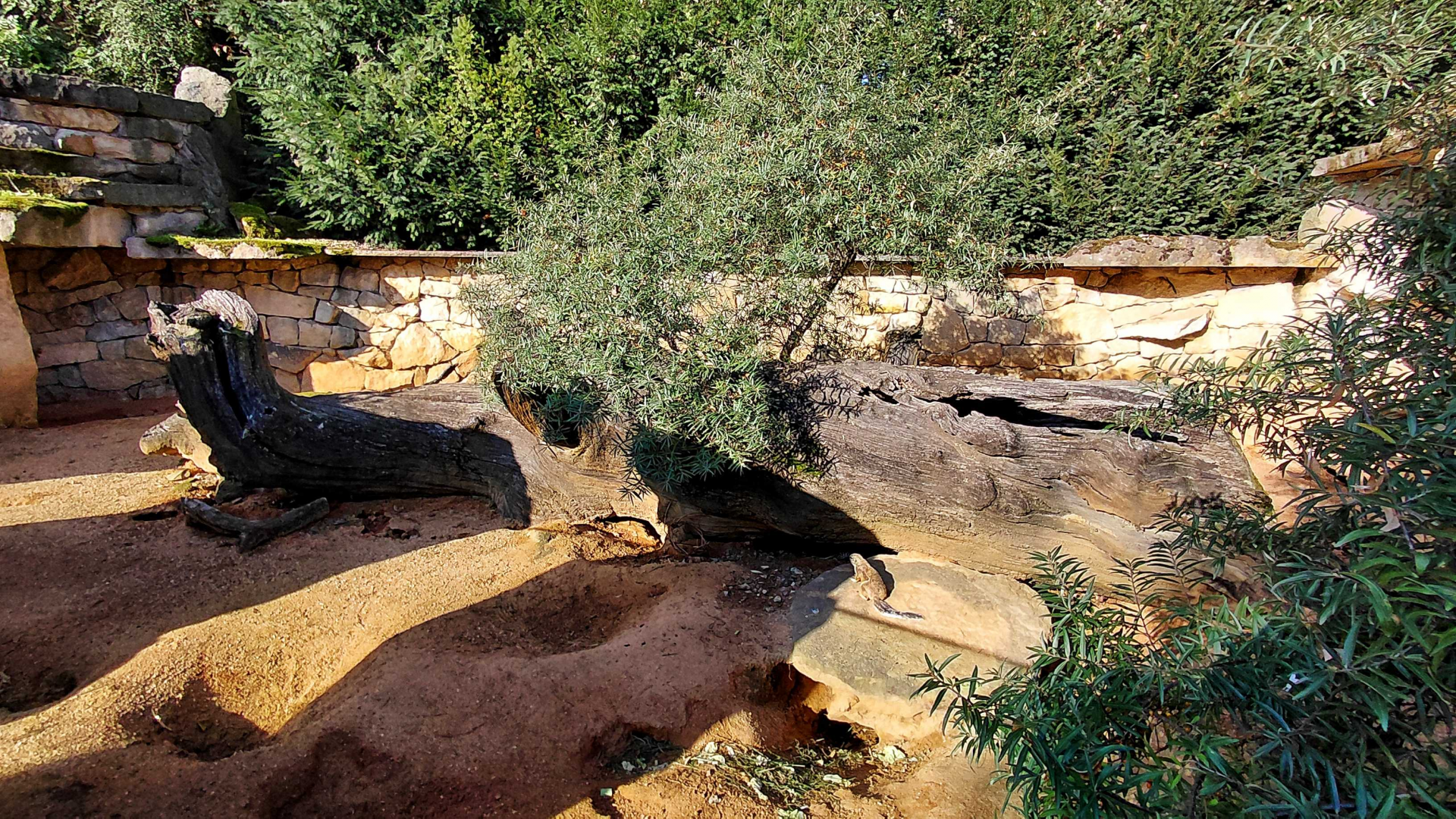 Cape ground squirrel outdoor exhibit
