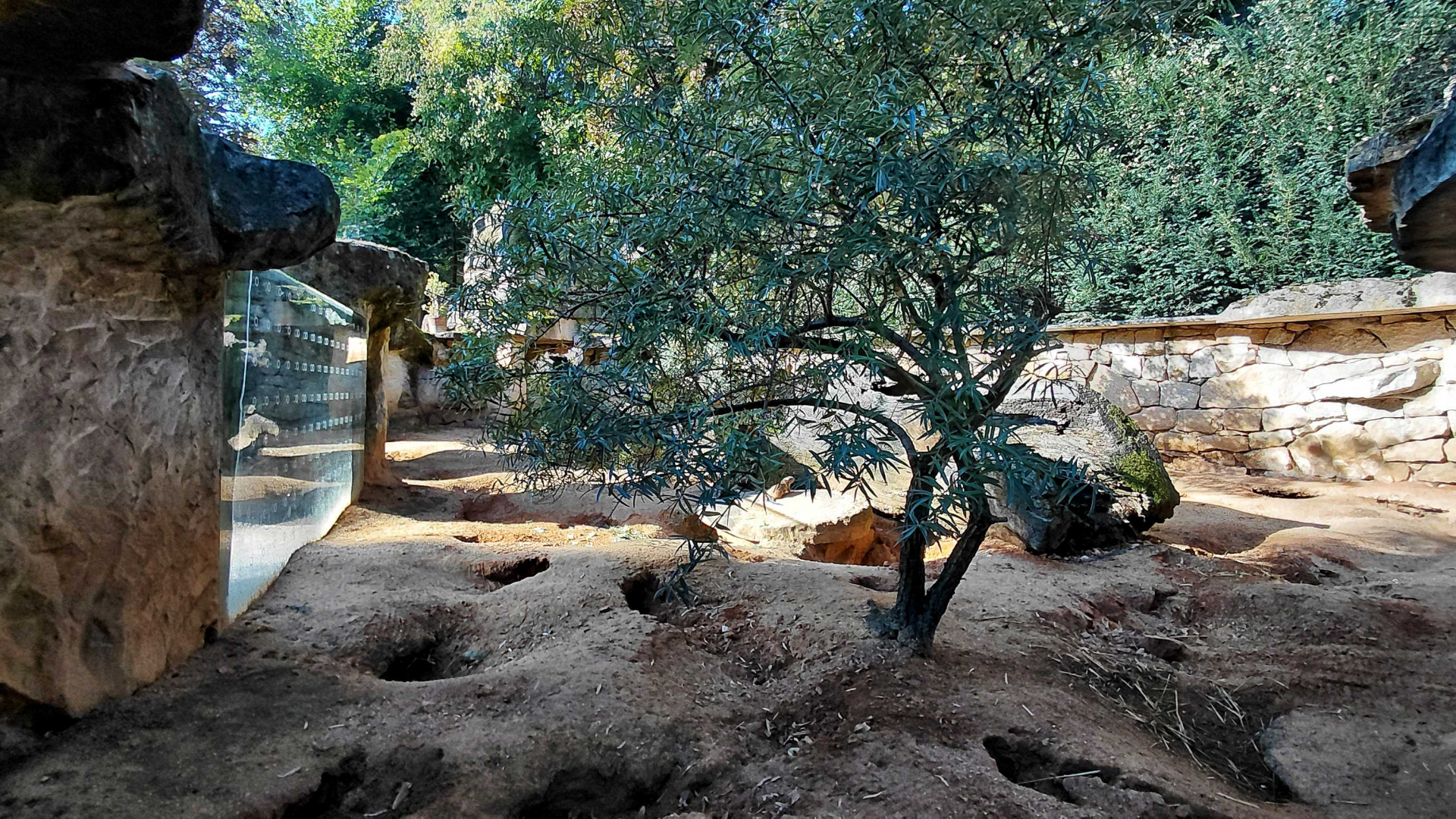 Cape ground squirrel outdoor exhibit