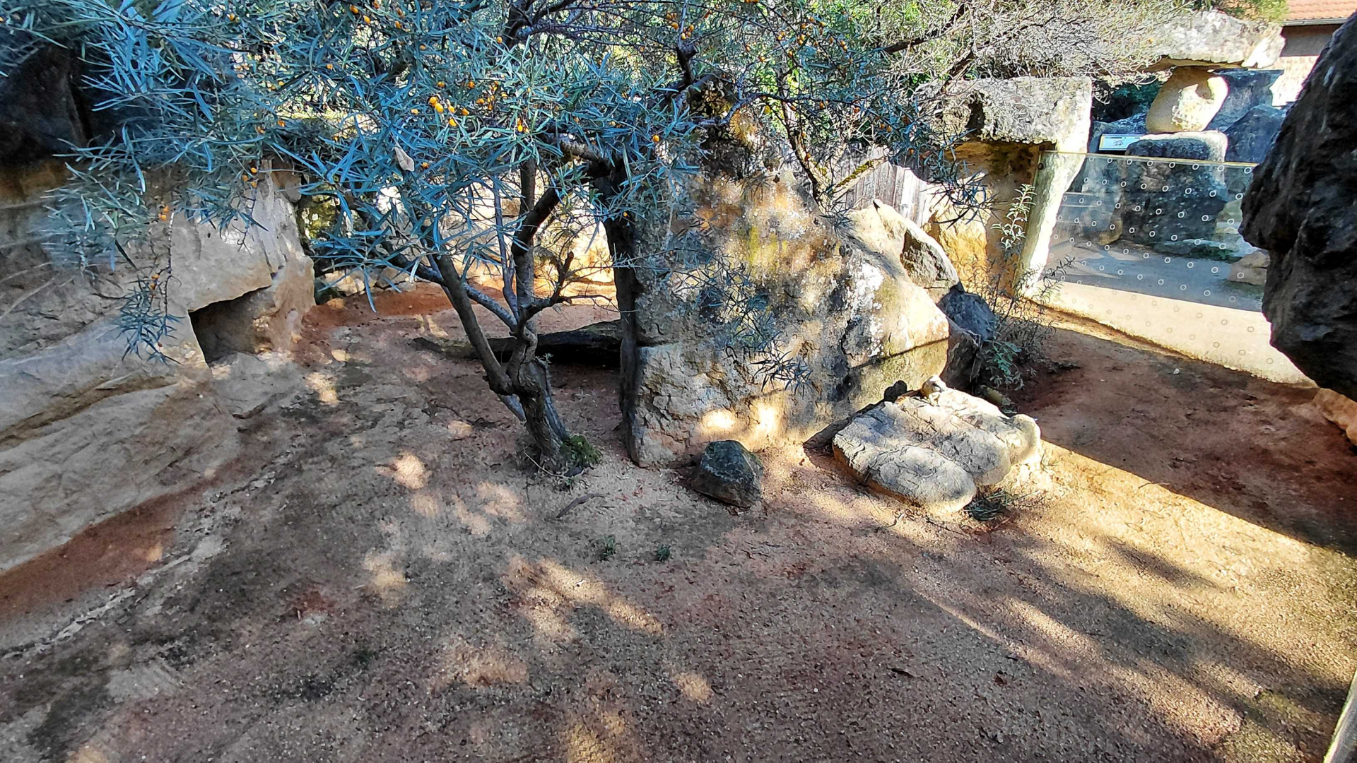 Cape ground squirrel outdoor exhibit