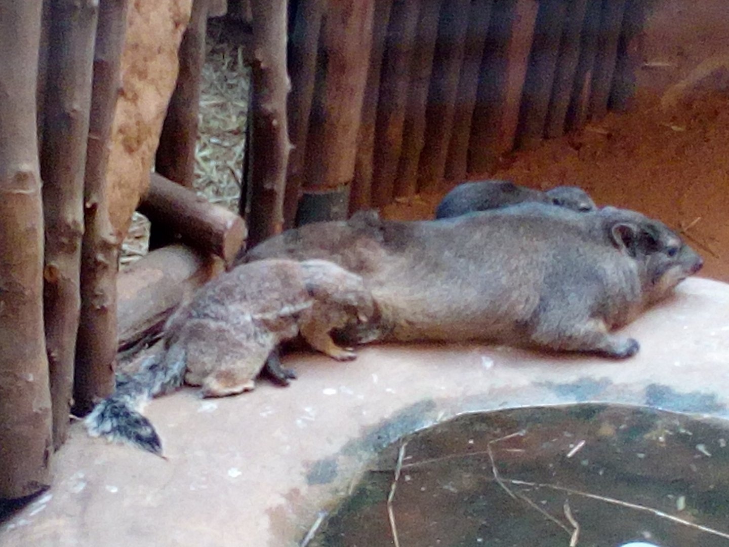 Cape ground squirrel sucking milk from female rock hyrax-9/24
