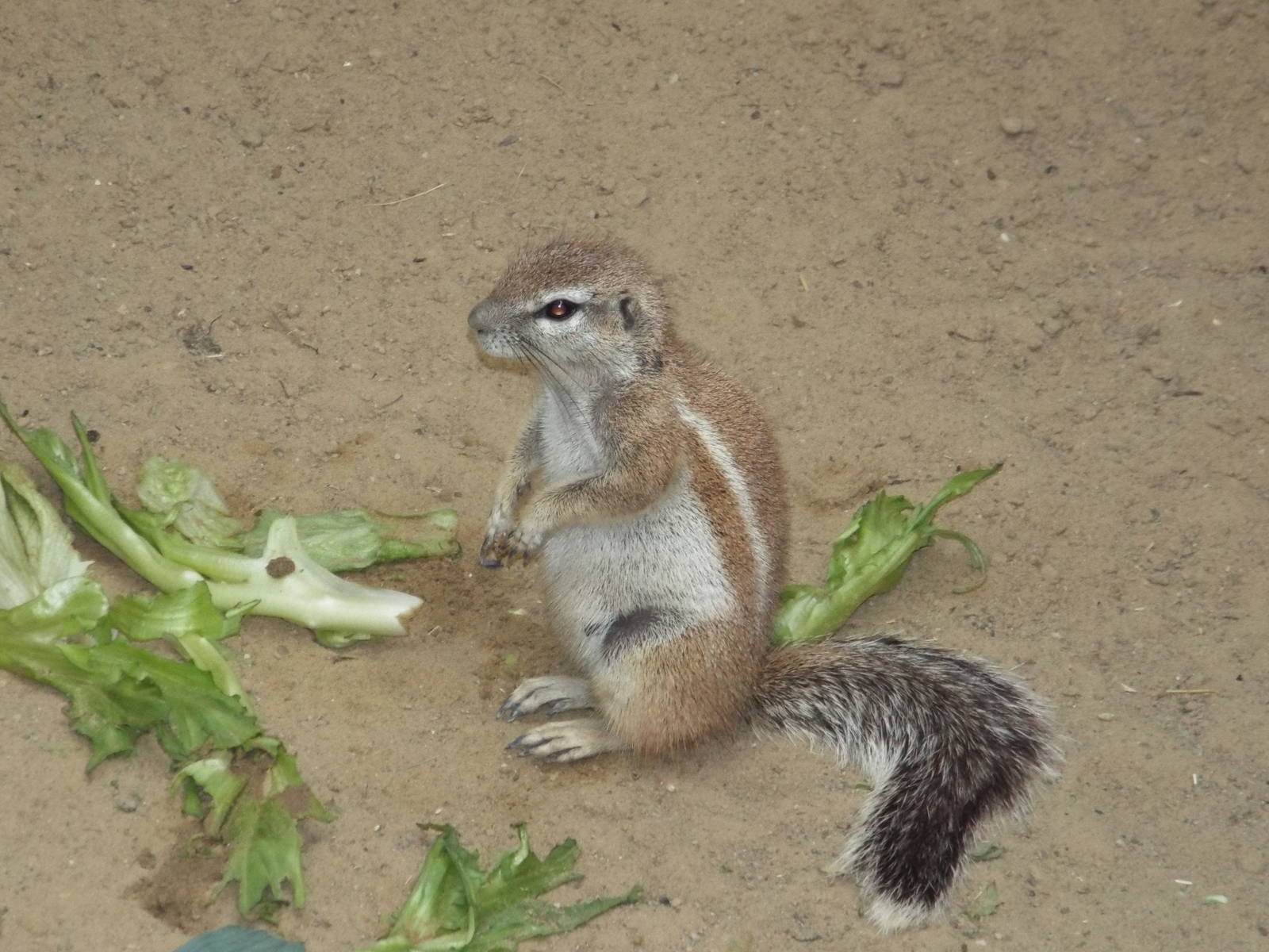 Cape Ground Squirrel (Xerus inauris) at Zoologischer Garten Magdeburg - 5 A