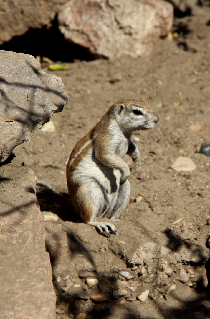 Cape ground squirrel (Xerus inauris)