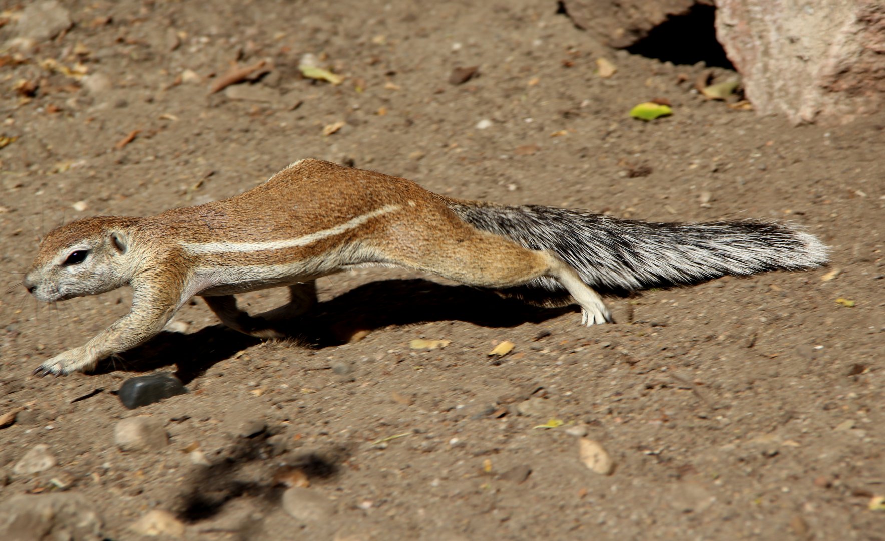 Cape ground squirrel (Xerus inauris)