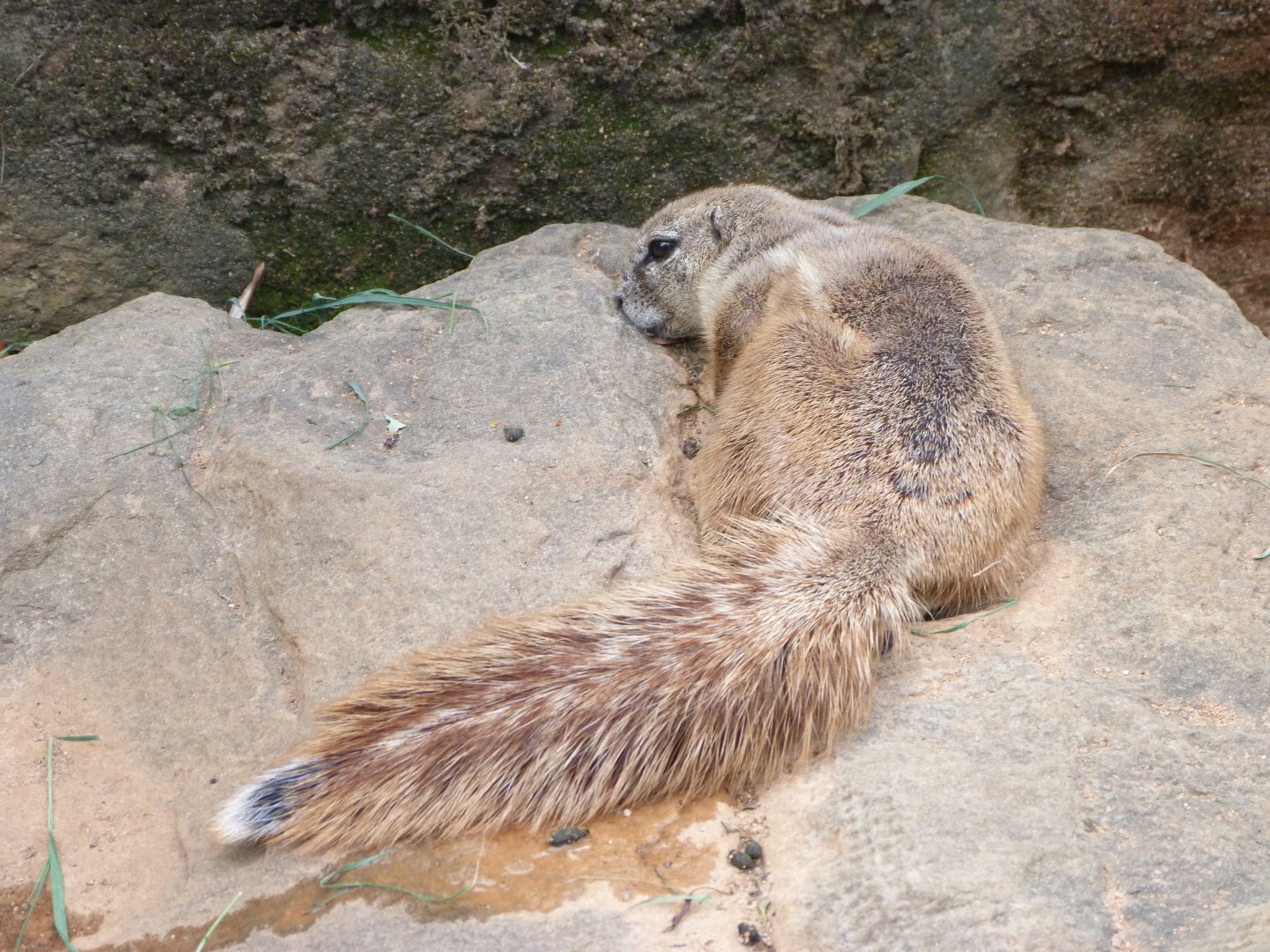 Cape ground squirrel -Zoo Praha (2025)
