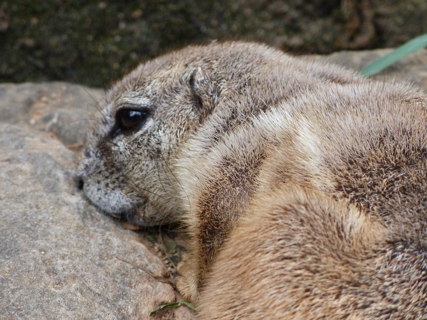 Cape ground squirrel -Zoo Praha (2025)