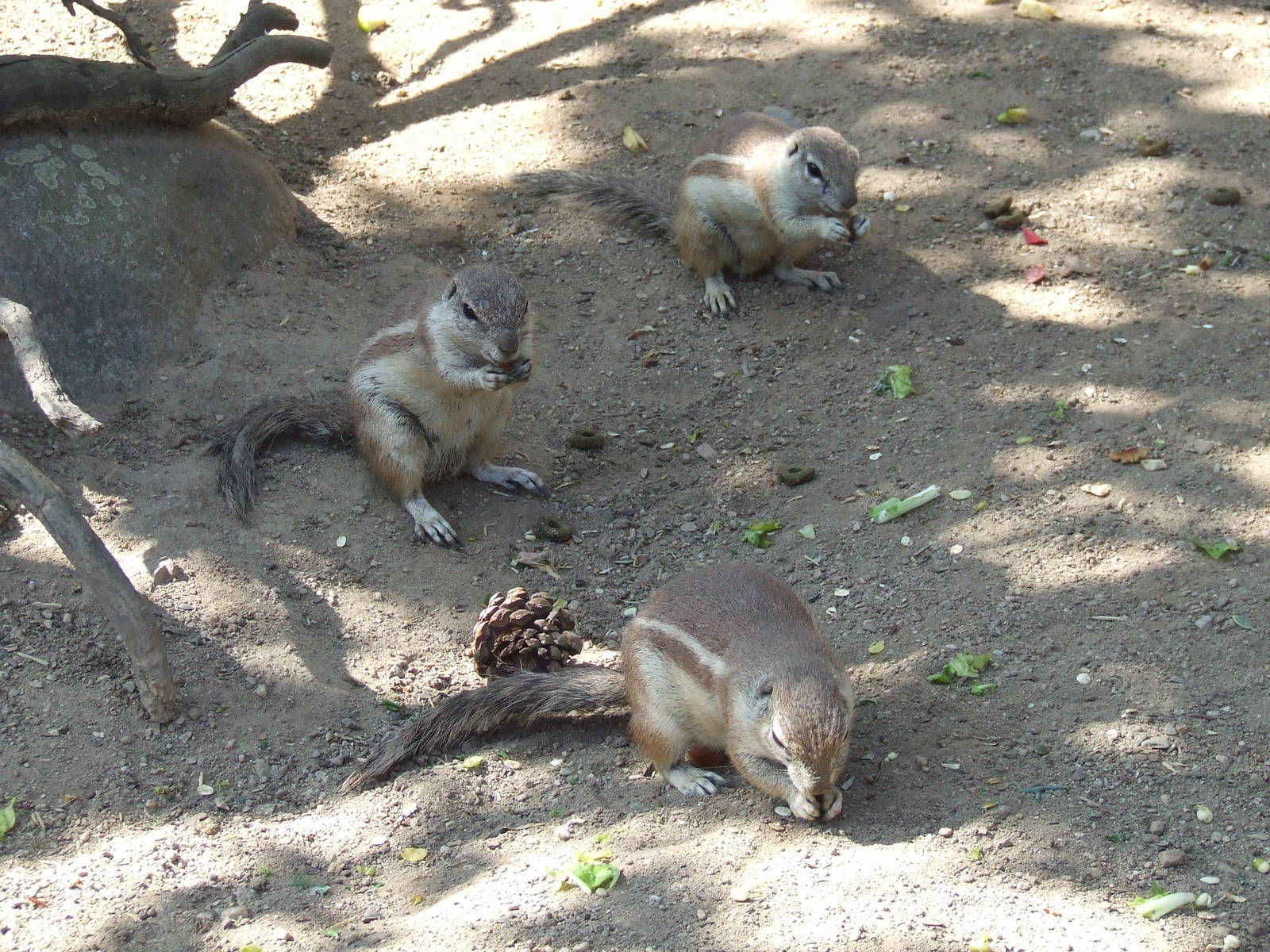 Cape Ground Squirrel