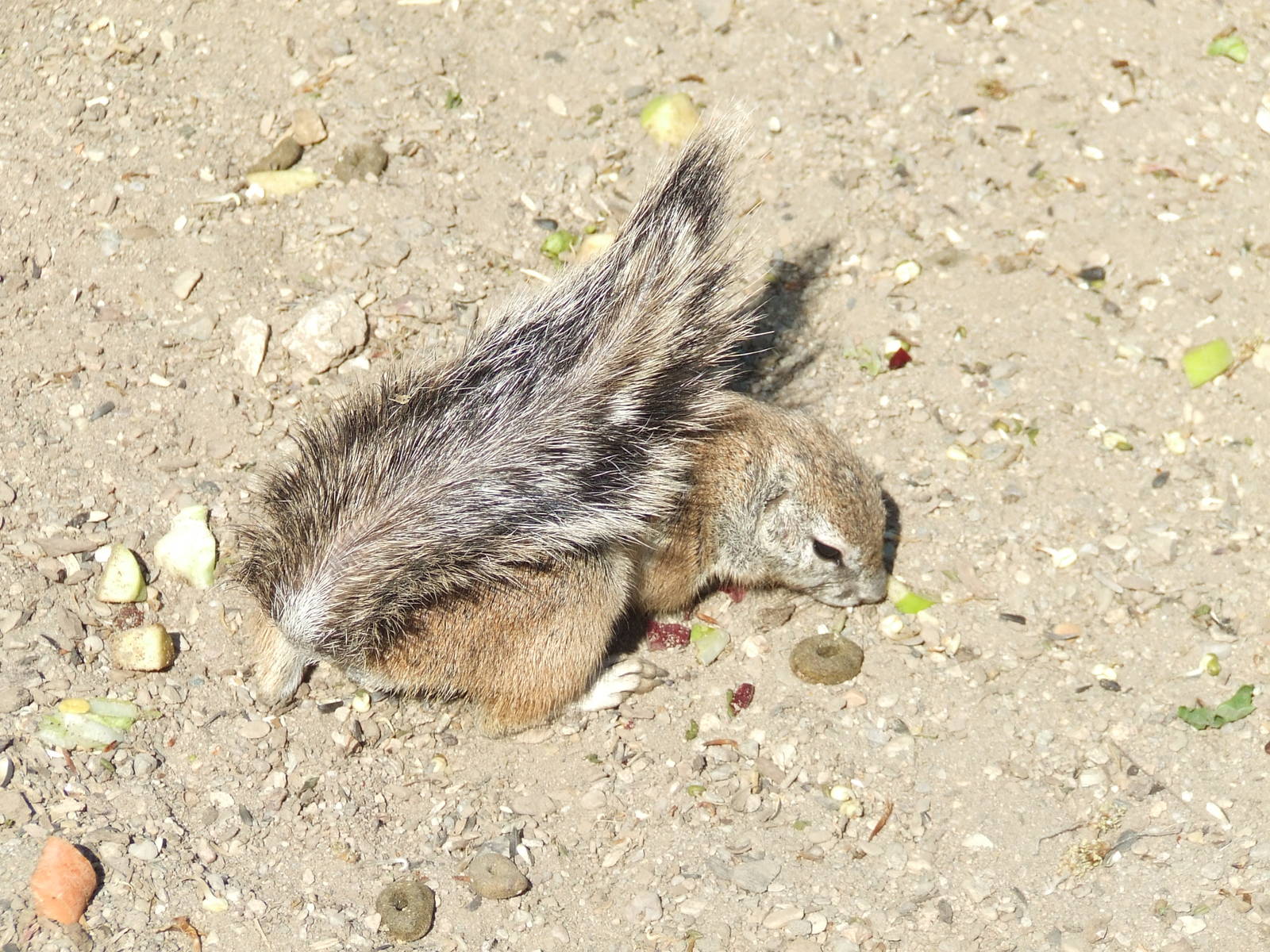 Cape Ground Squirrel