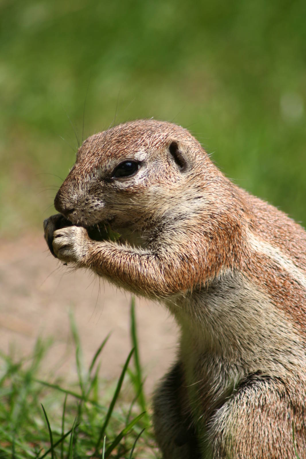 Cape ground squirrel