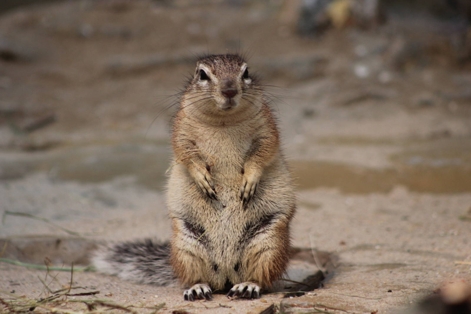 Cape ground squirrel