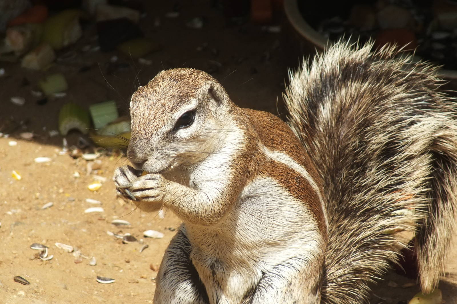 Cape Ground Squirrel