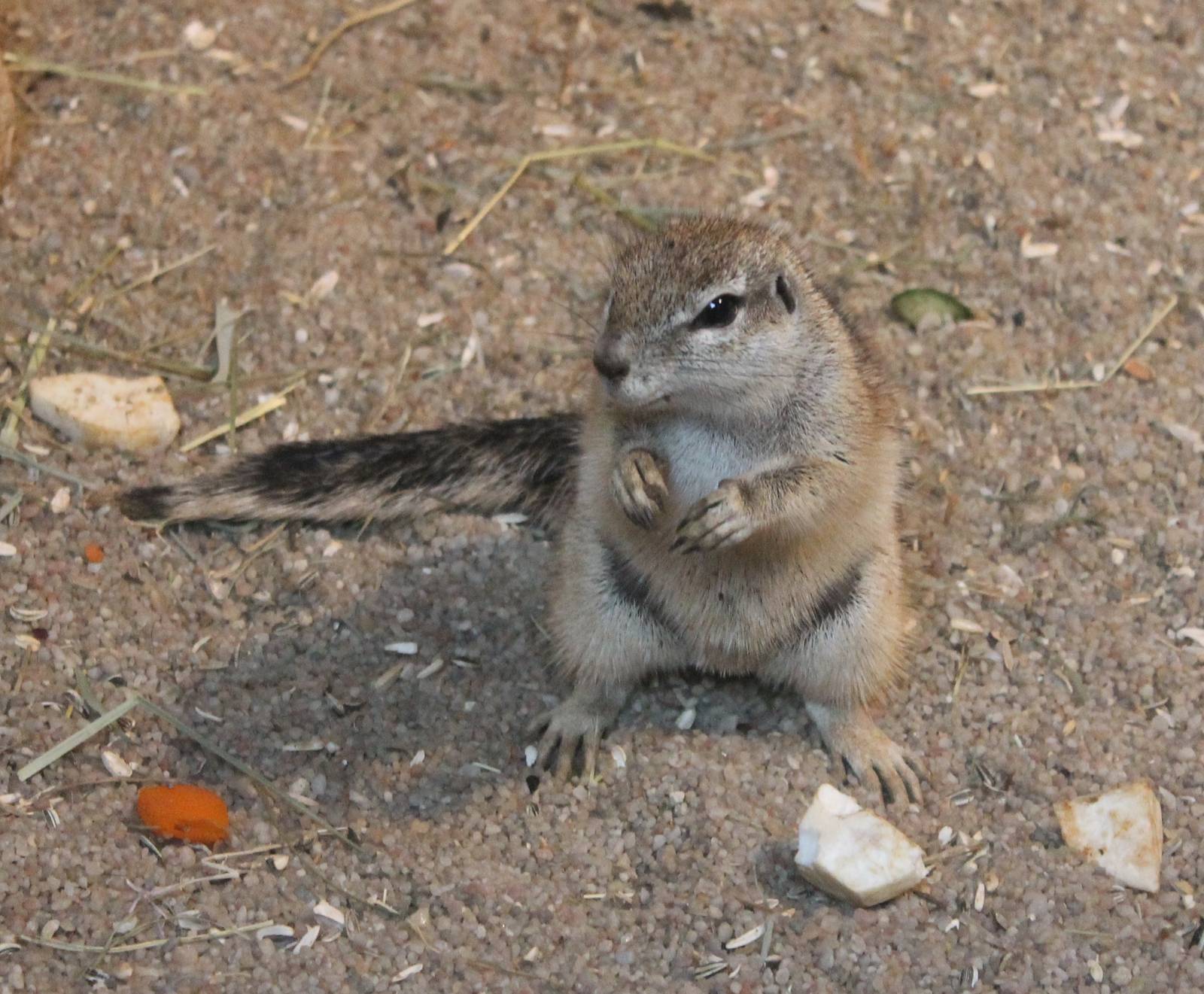 Cape ground squirrel