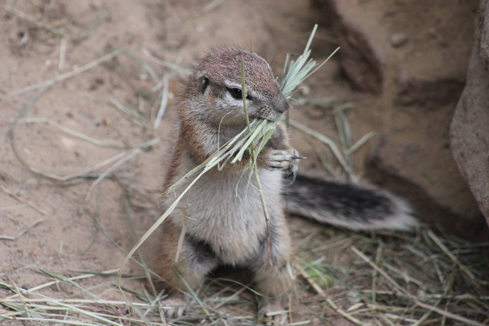 Cape ground squirrel
