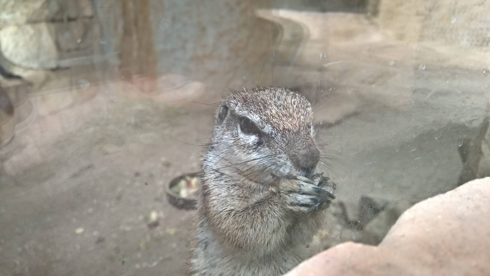 Cape ground squirrel