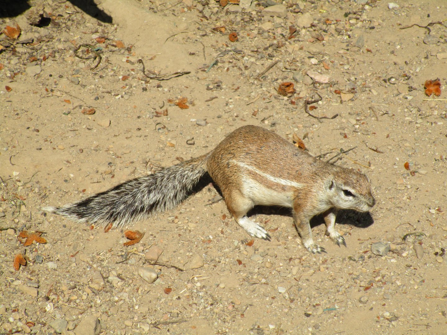 Cape Ground Squirrel