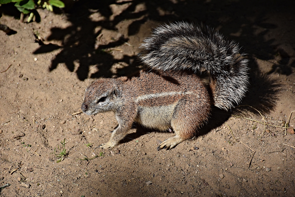 Cape ground squirrel