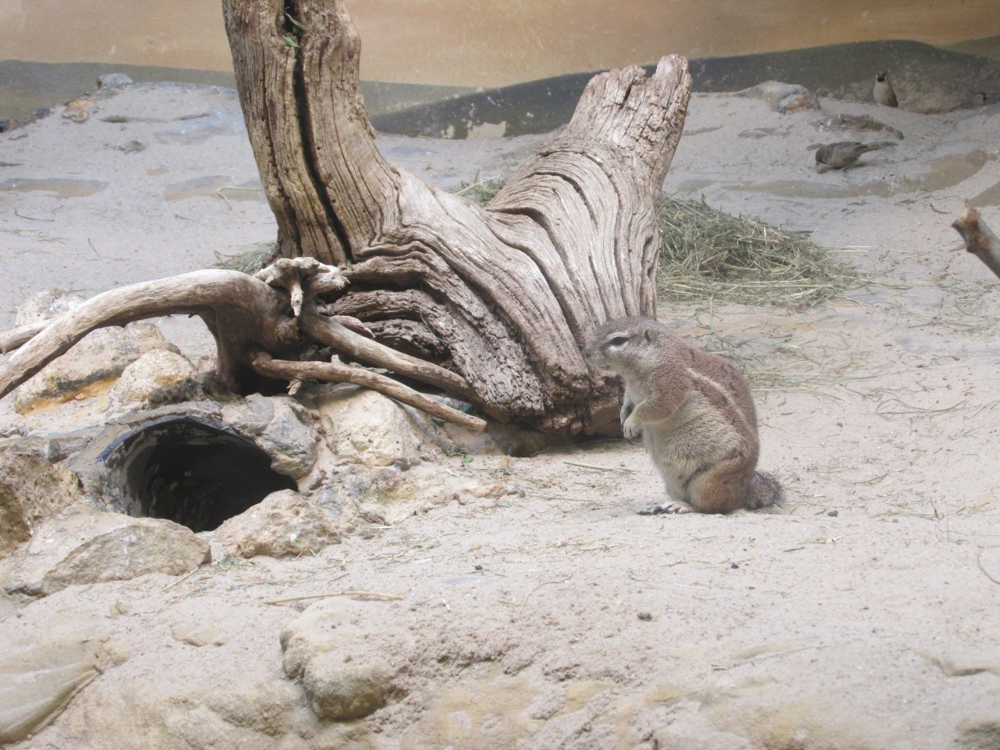 cape ground squirrel