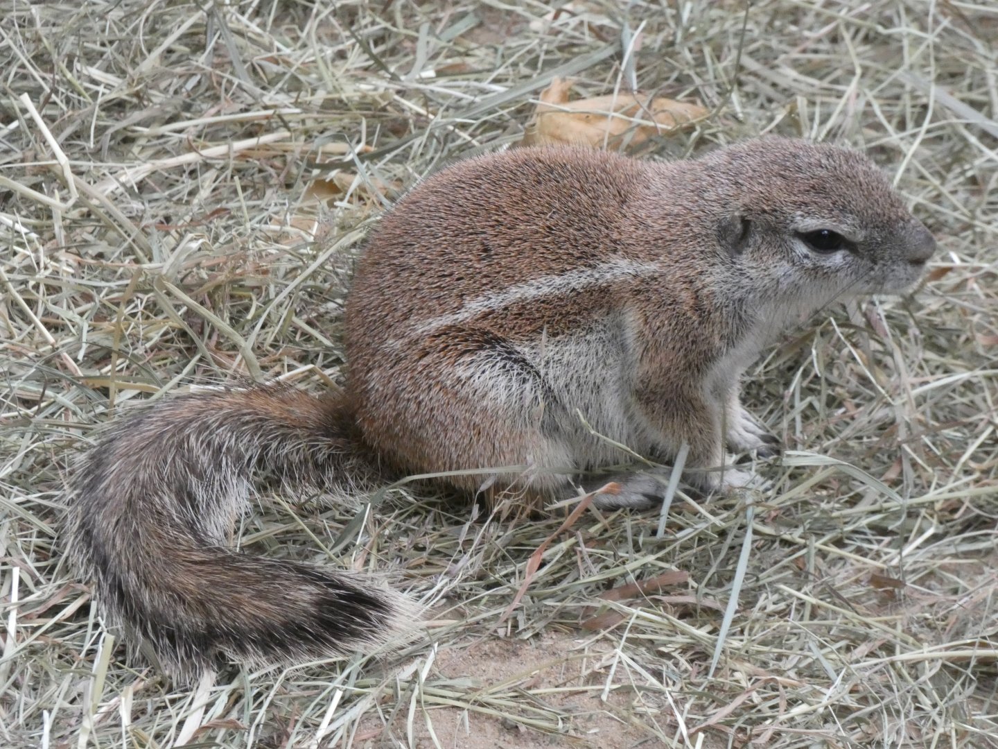 Cape Ground Squirrel