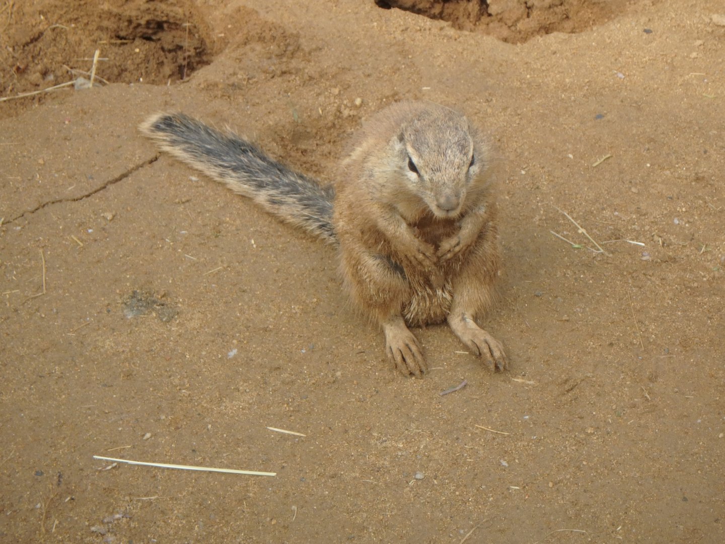 Cape ground squirrel