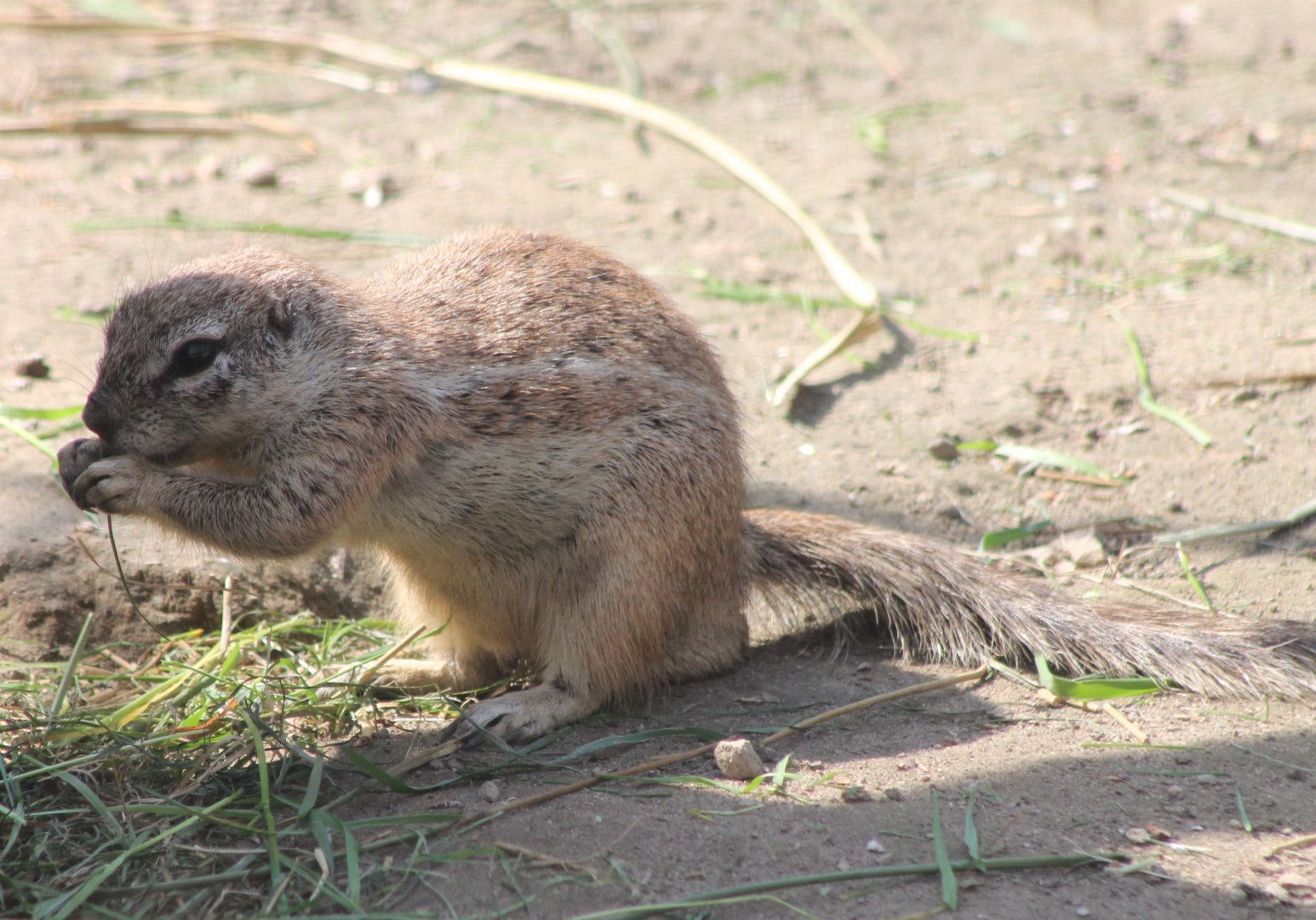 Cape ground squirrel
