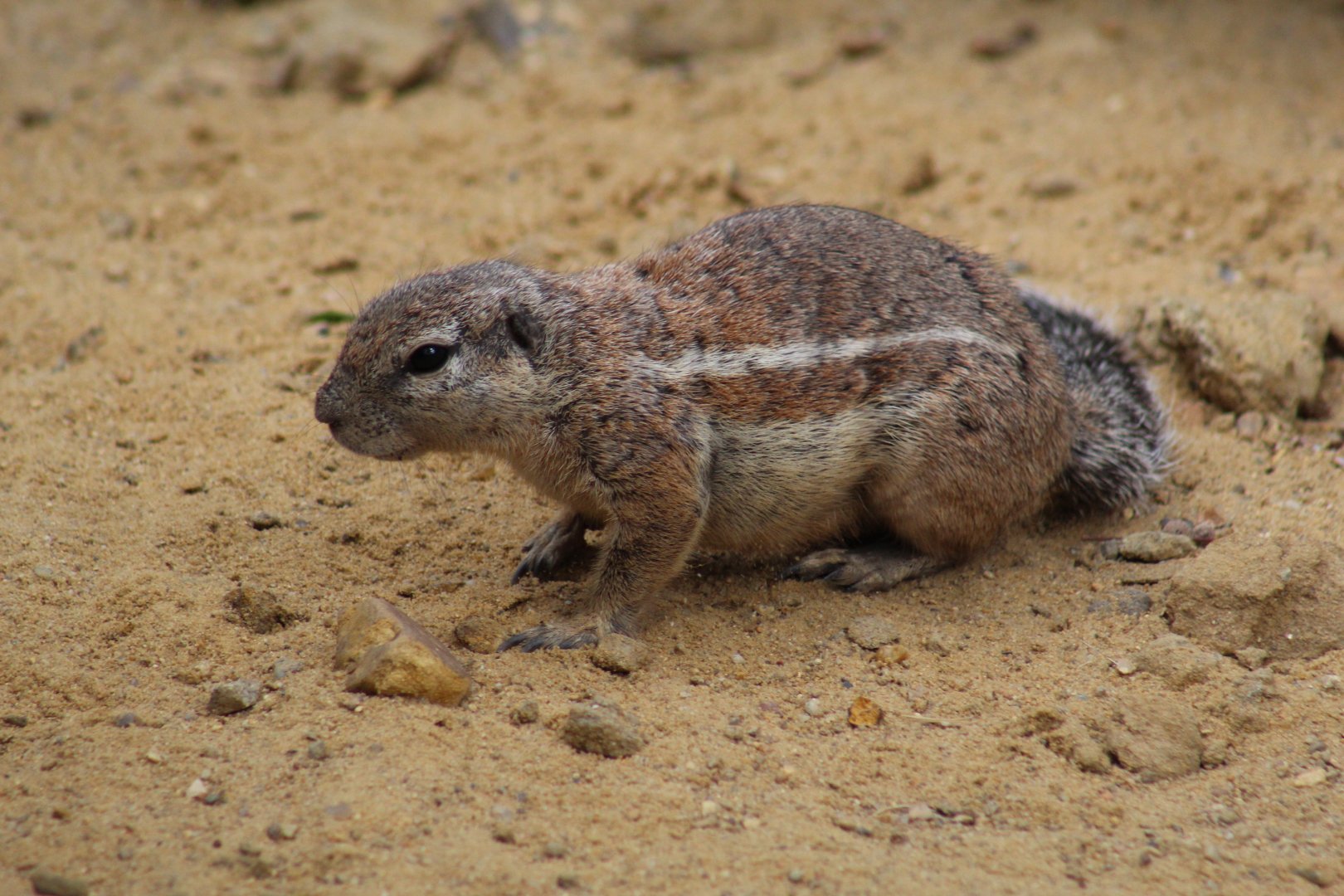 Cape Ground Squirrel