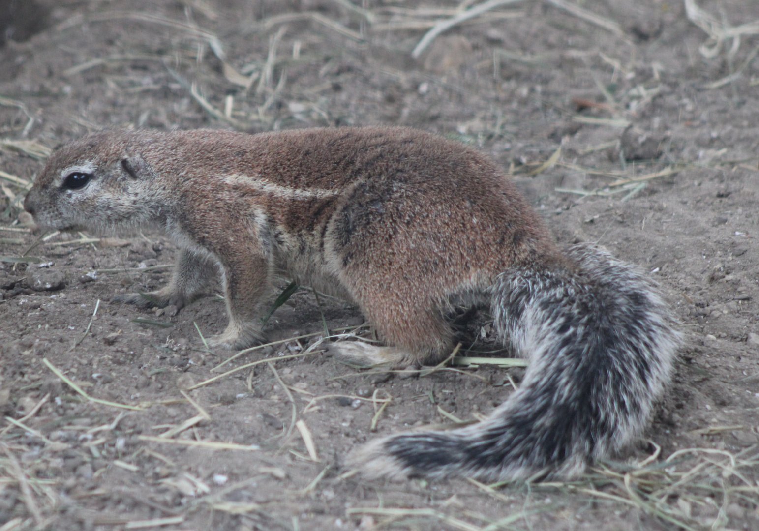Cape ground squirrel