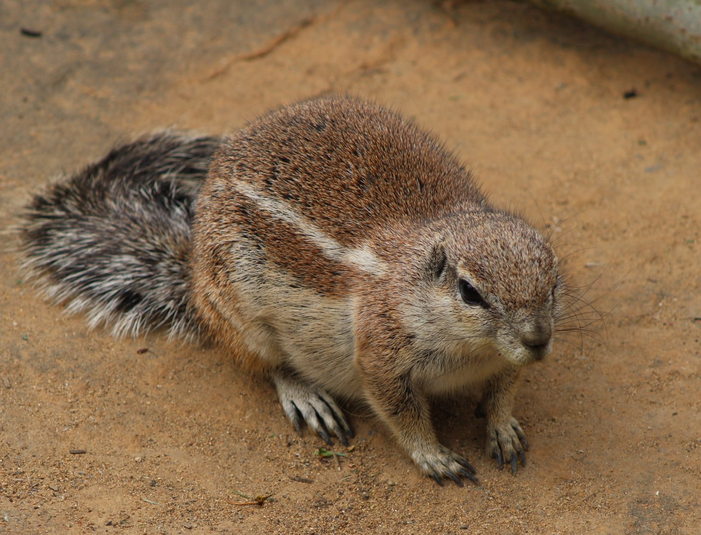 Cape ground squirrel