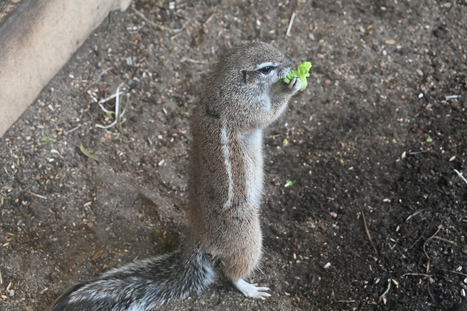 Cape Ground Squirrel