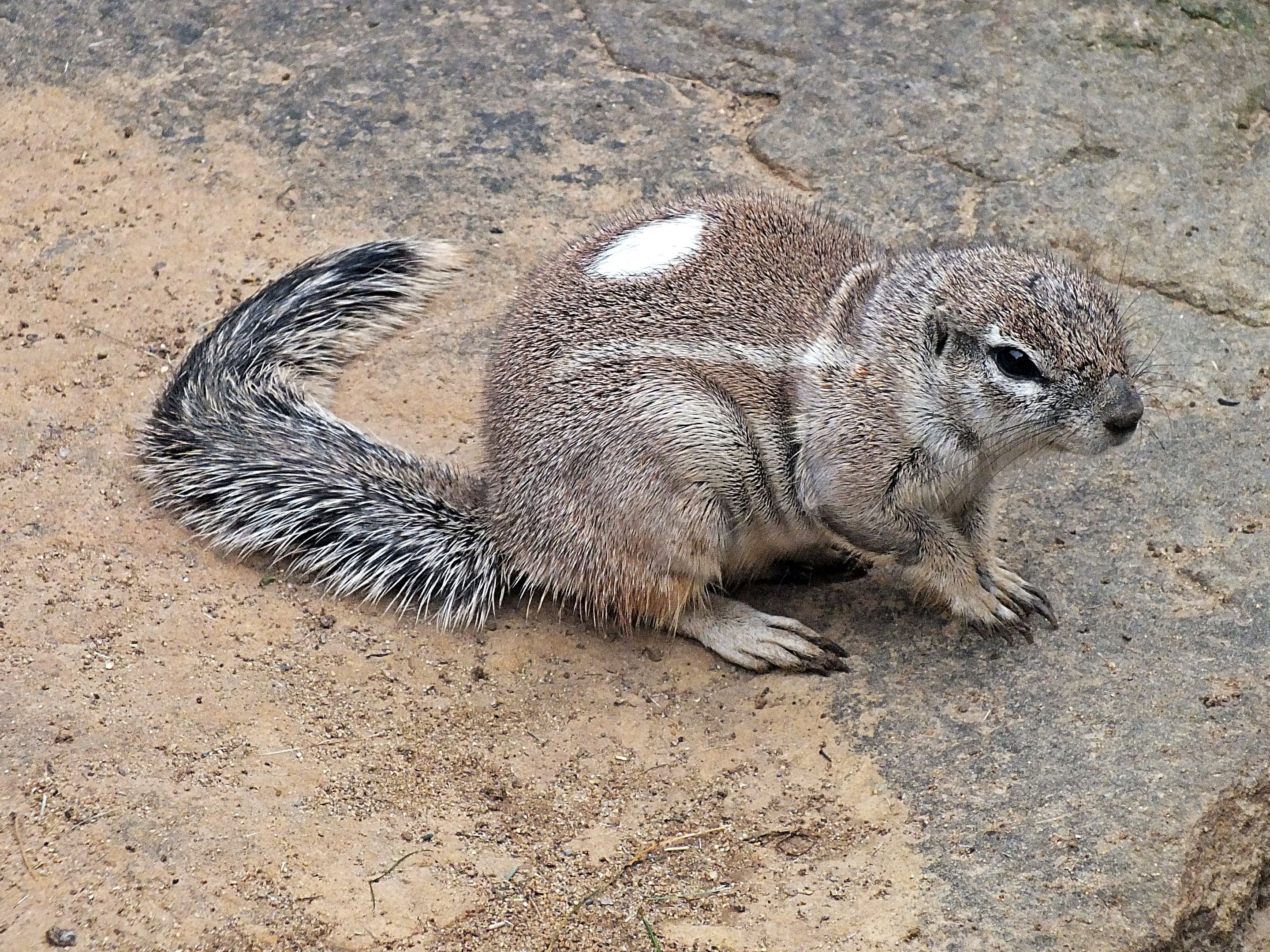 Cape ground squirrel