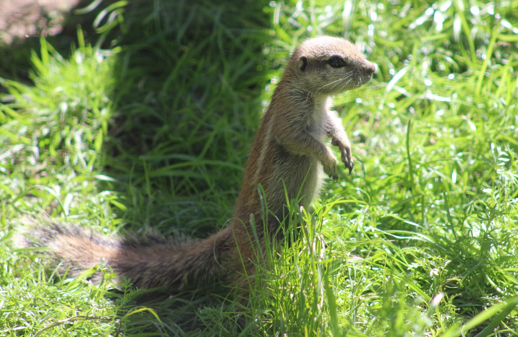 Cape ground-squirrel