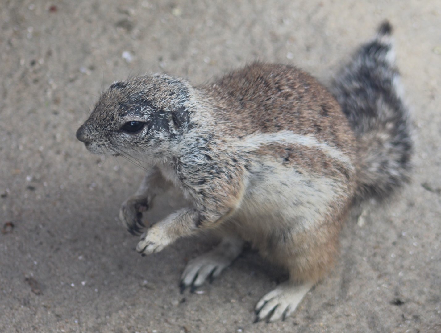 Cape ground-squirrel