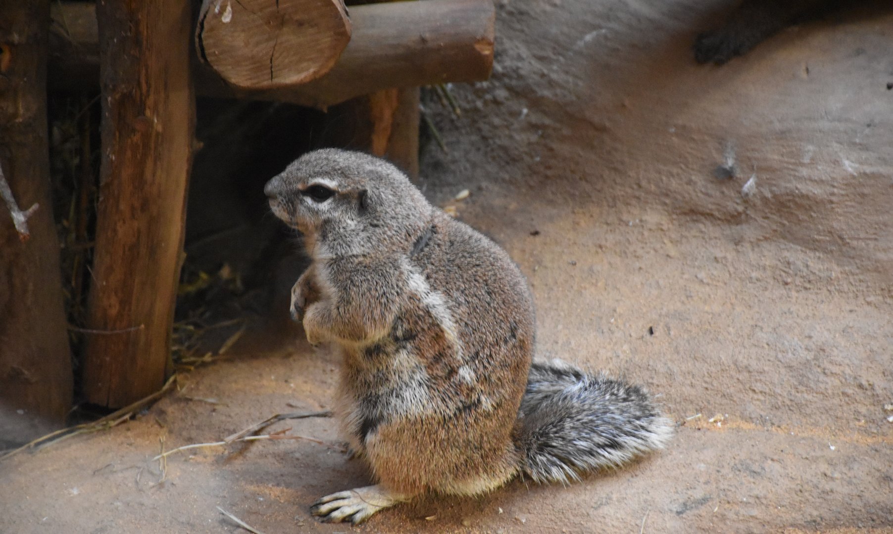 Cape ground squirrel