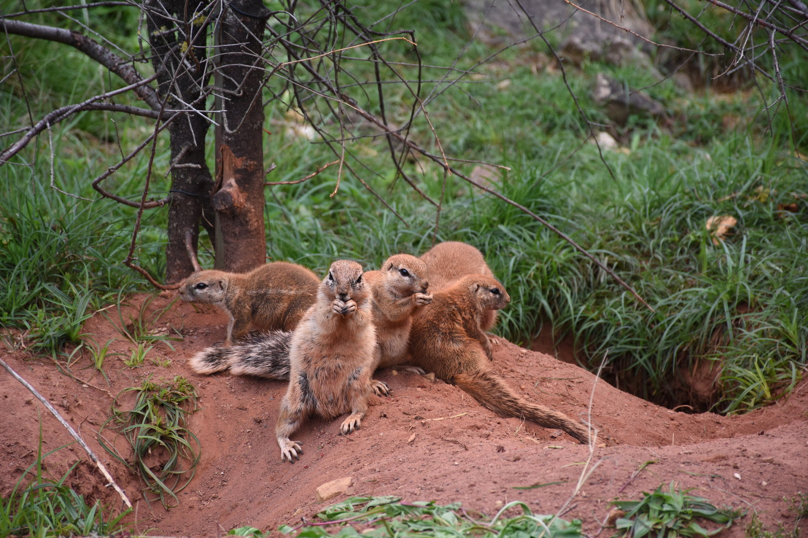 Cape ground squirrel