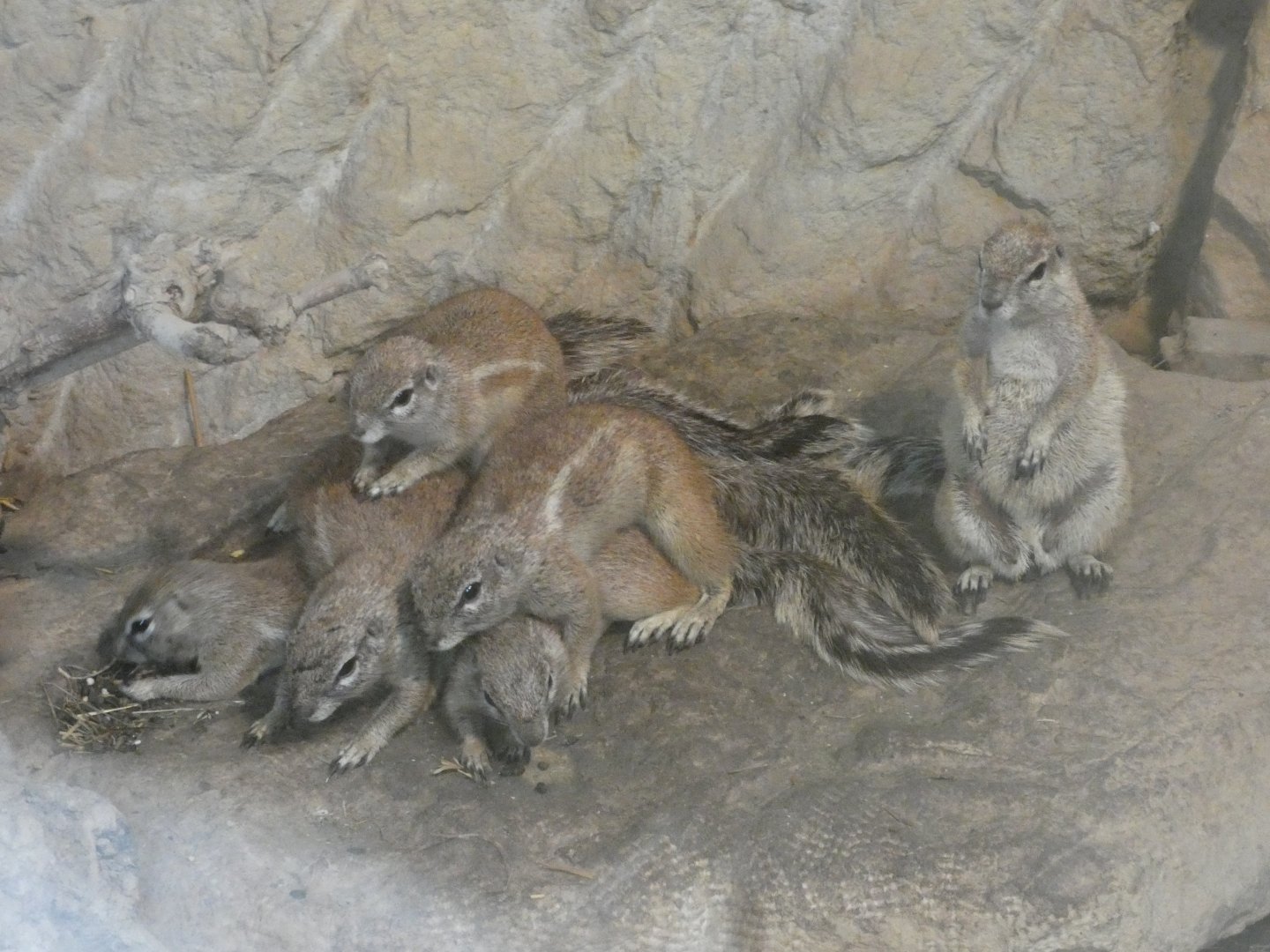 Cape ground squirrel