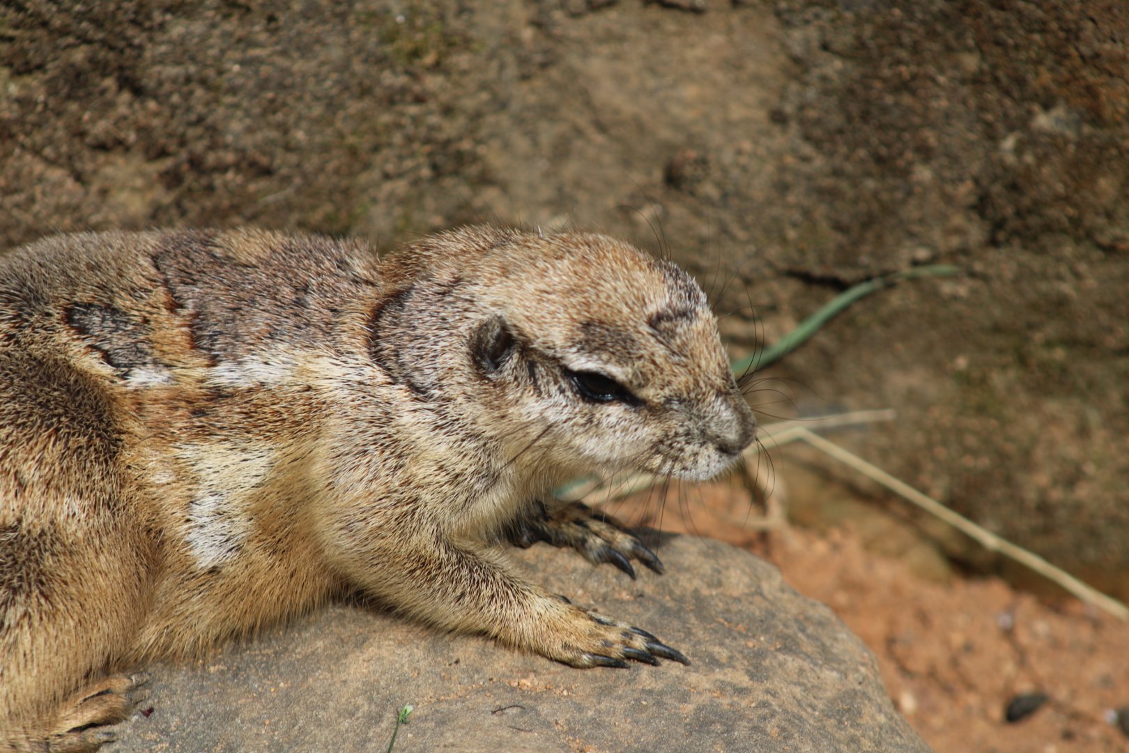 Cape Ground Squirrel