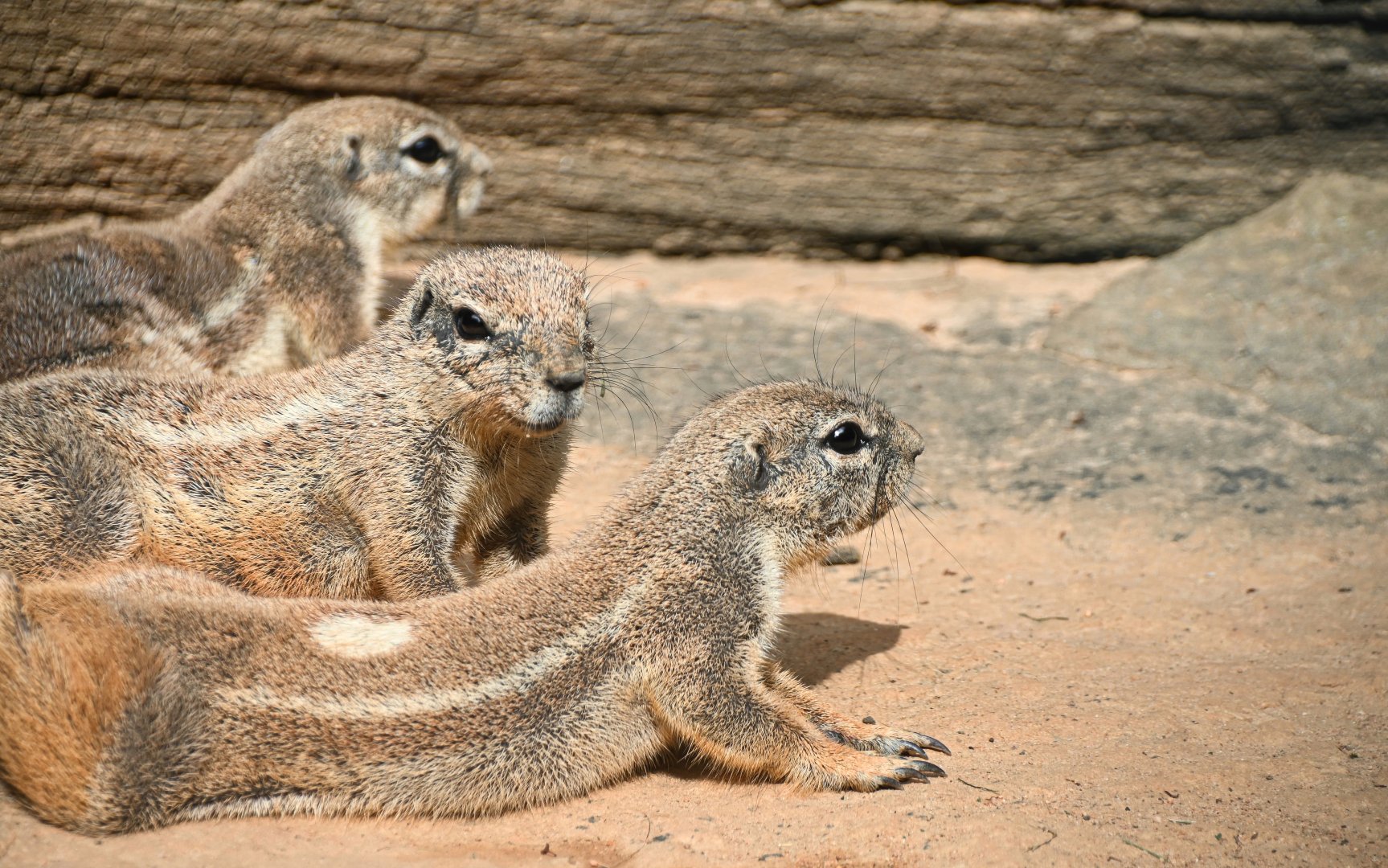 Cape ground squirrel