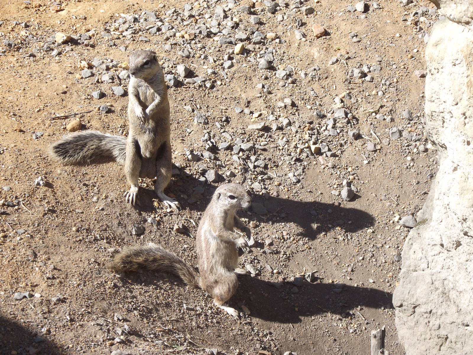 cape ground squirrels 140911