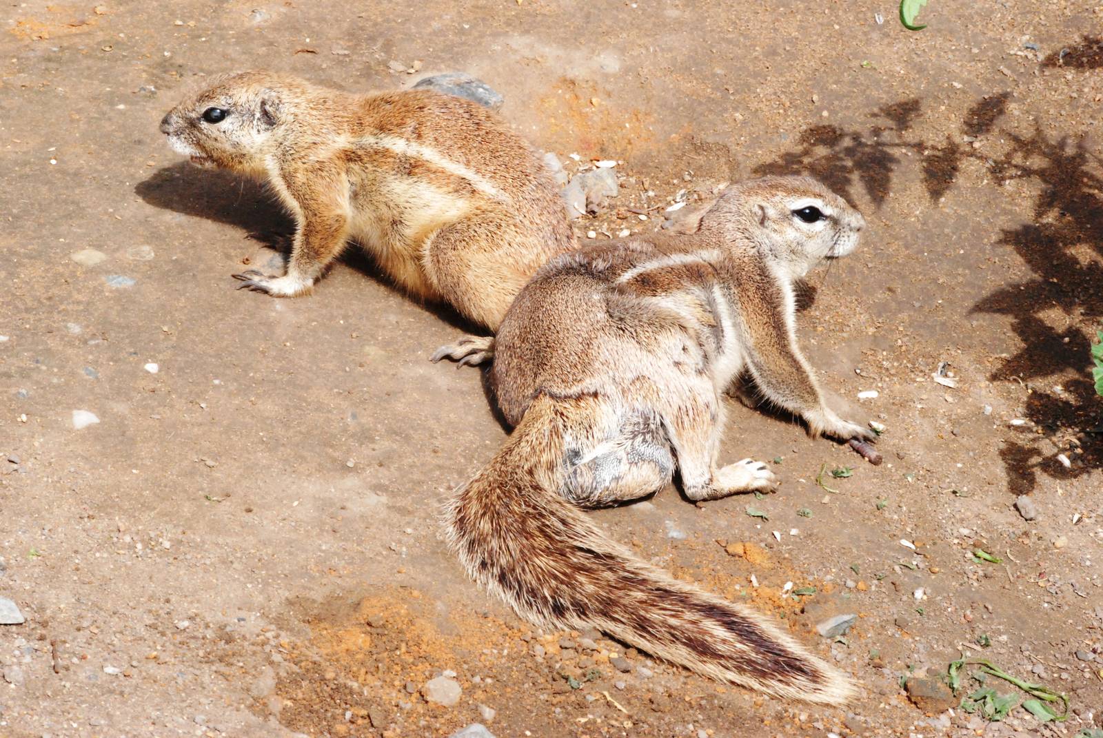 Cape Ground Squirrels at Prague, 25/08/12