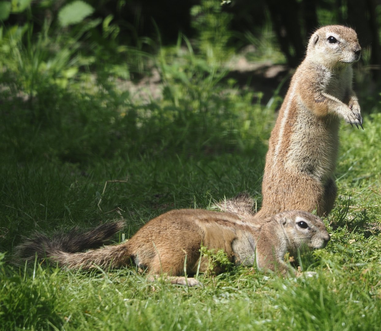 Cape ground squirrels (Geosciurus inauris), 2024-06-30