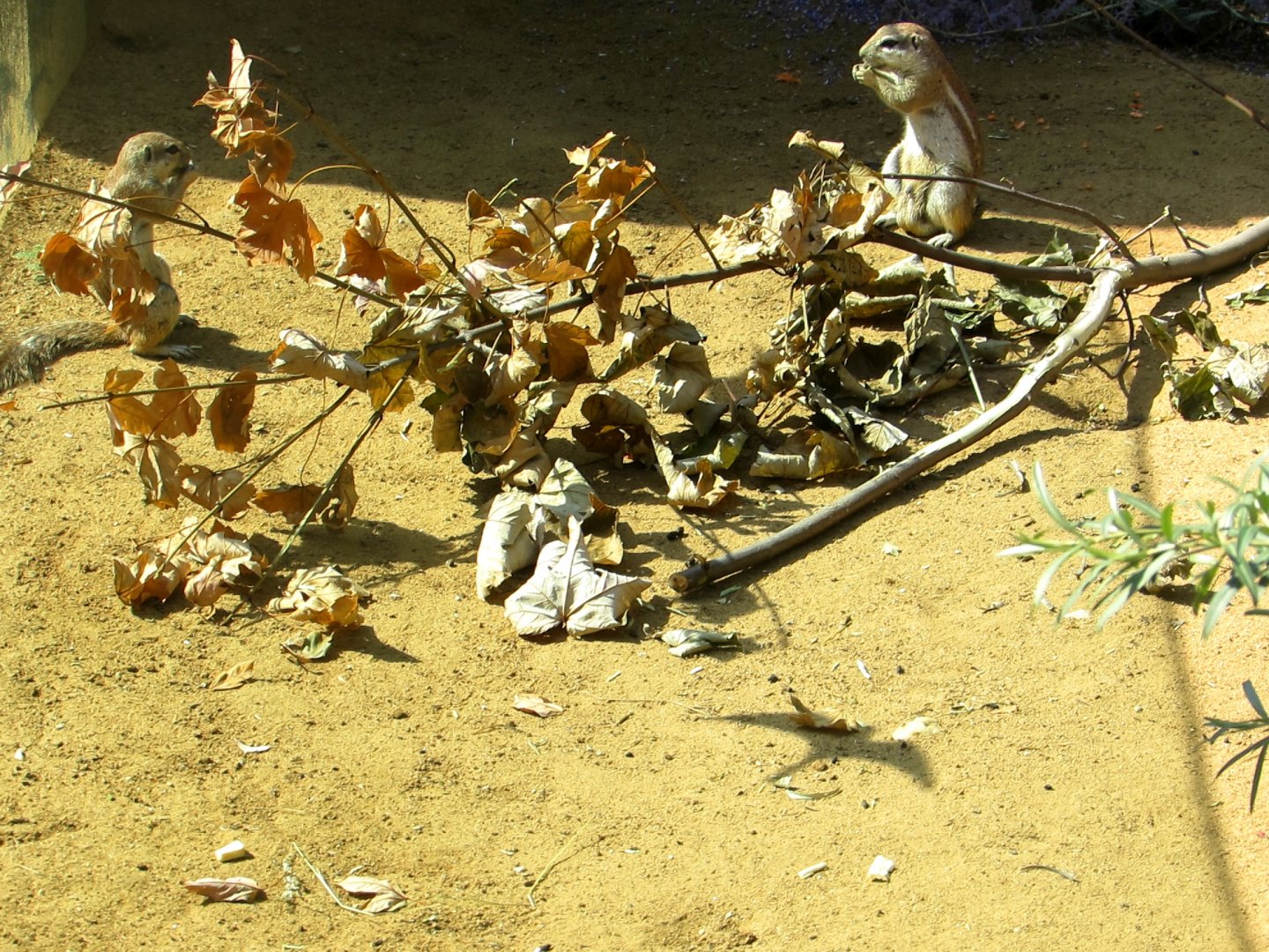 Cape Ground Squirrels - July/2017