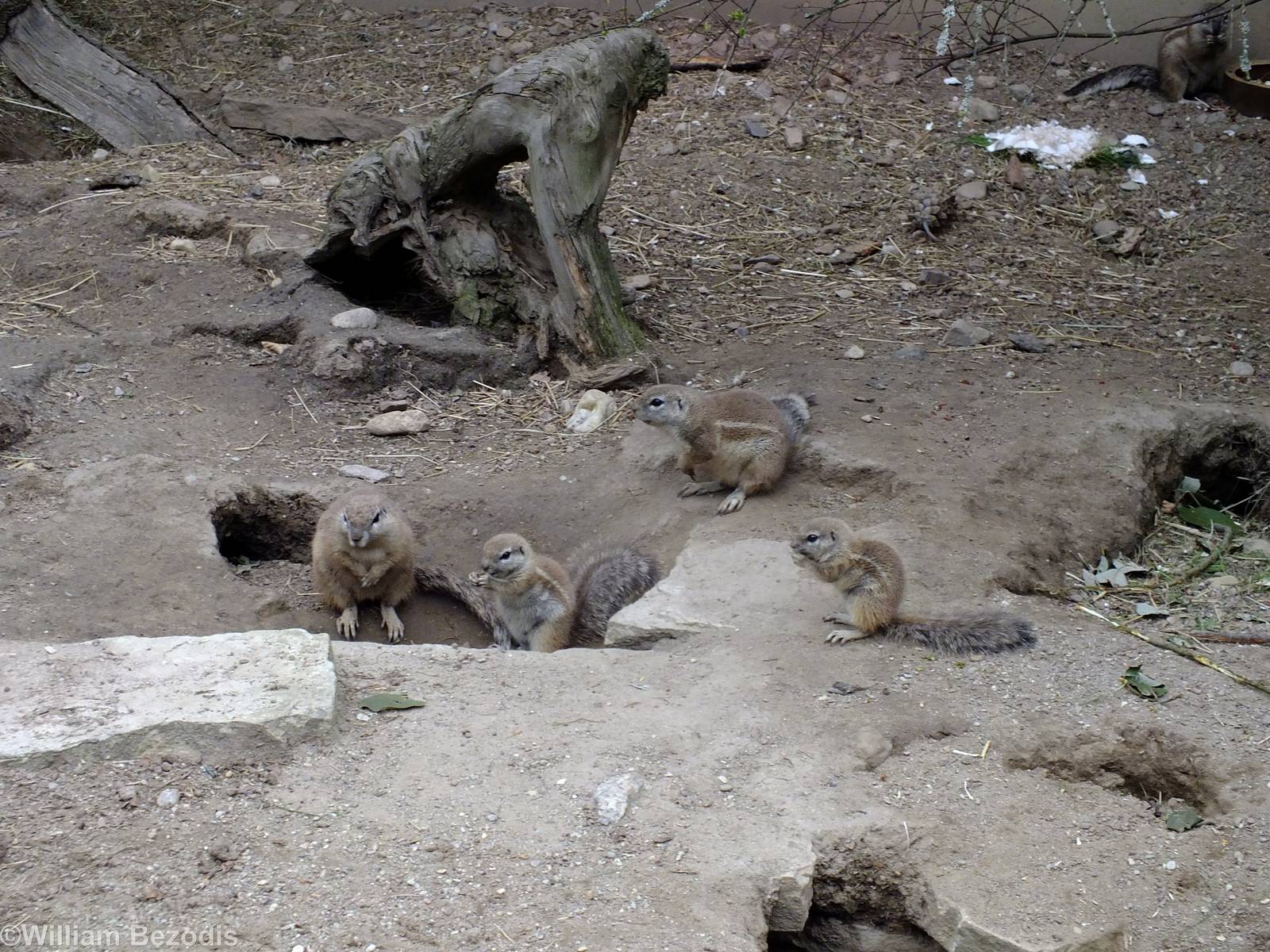 Cape Ground Squirrels