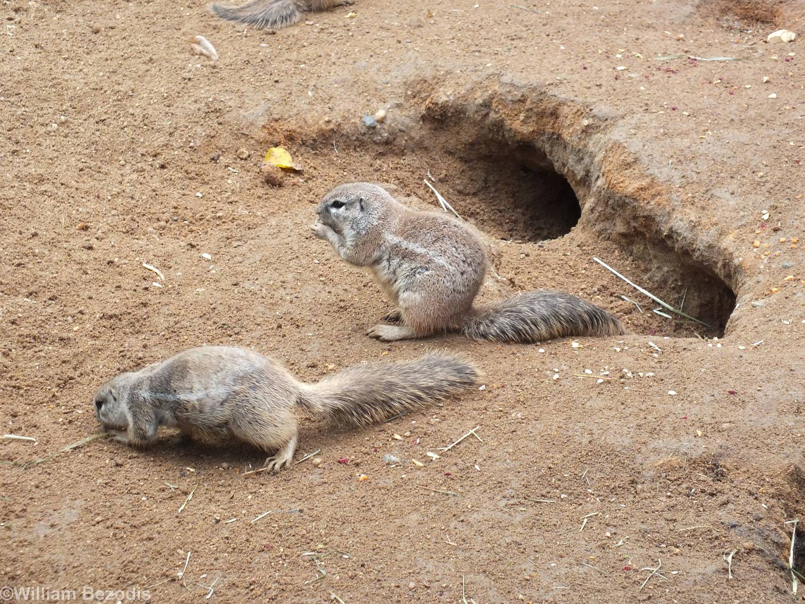 Cape Ground Squirrels