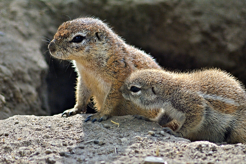 Cape ground squirrels