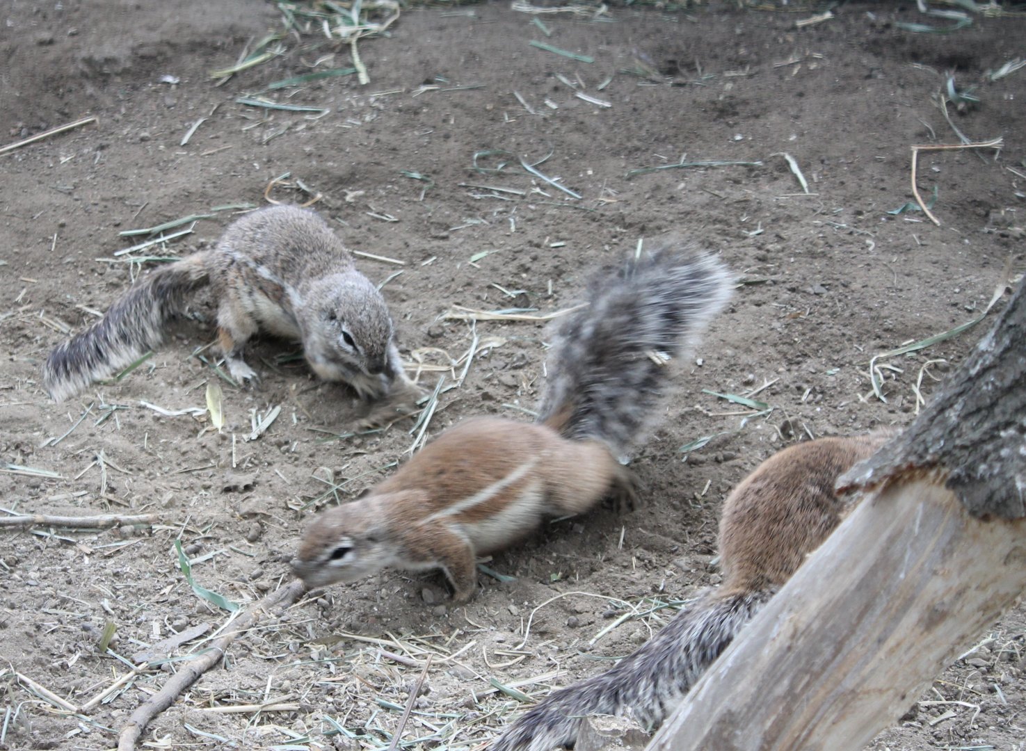 Cape ground squirrels