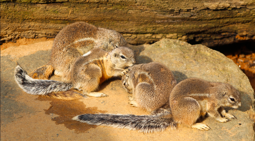Cape Ground Squirrels