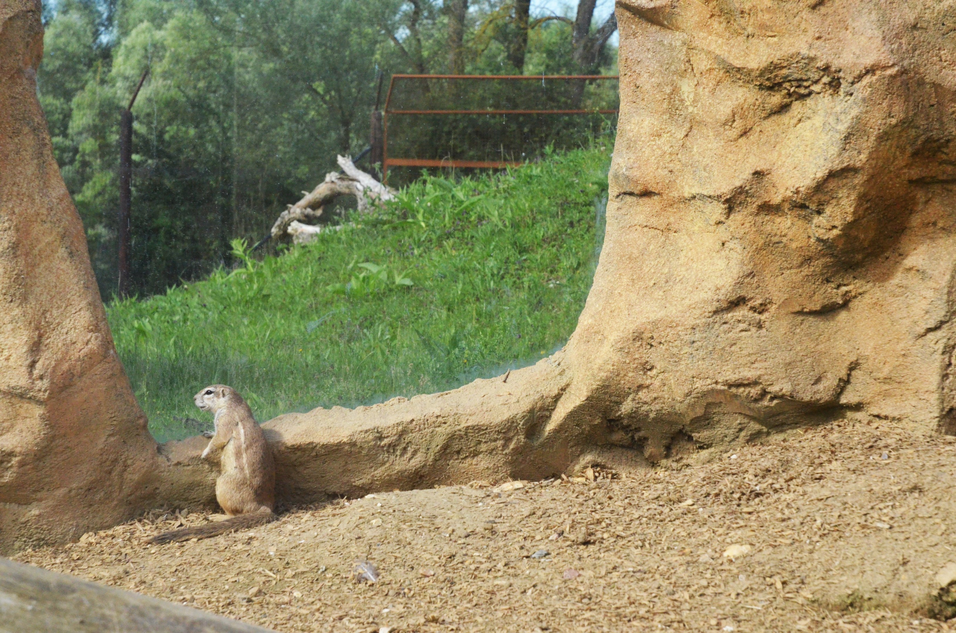 Cape Ground Squirrl and Cheetah Enclosure View at Biotropica, 16/06/18