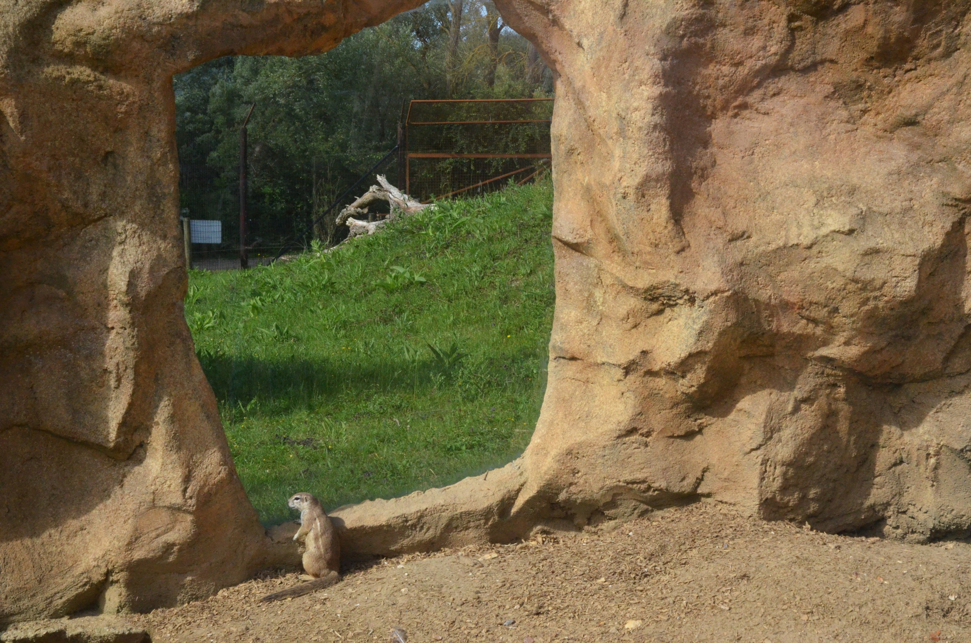 Cape Ground Squirrl and Cheetah Enclosure View at Biotropica, 16/06/18