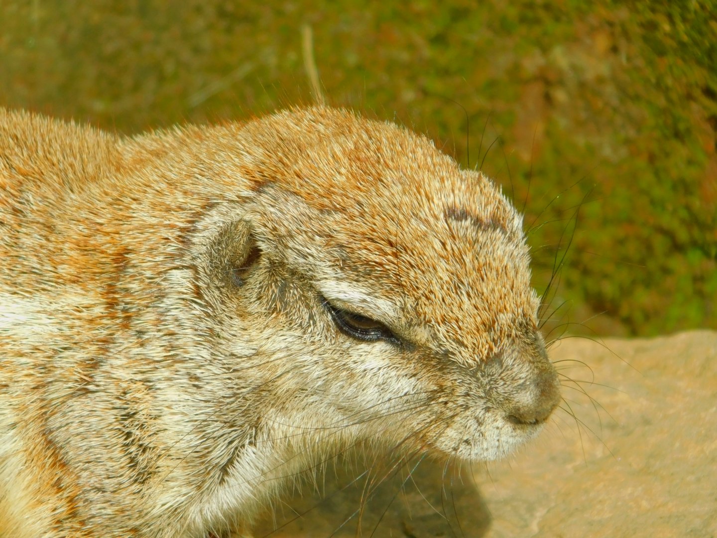 Cape Grpund Squirrel